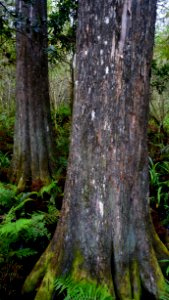 Large Cypress