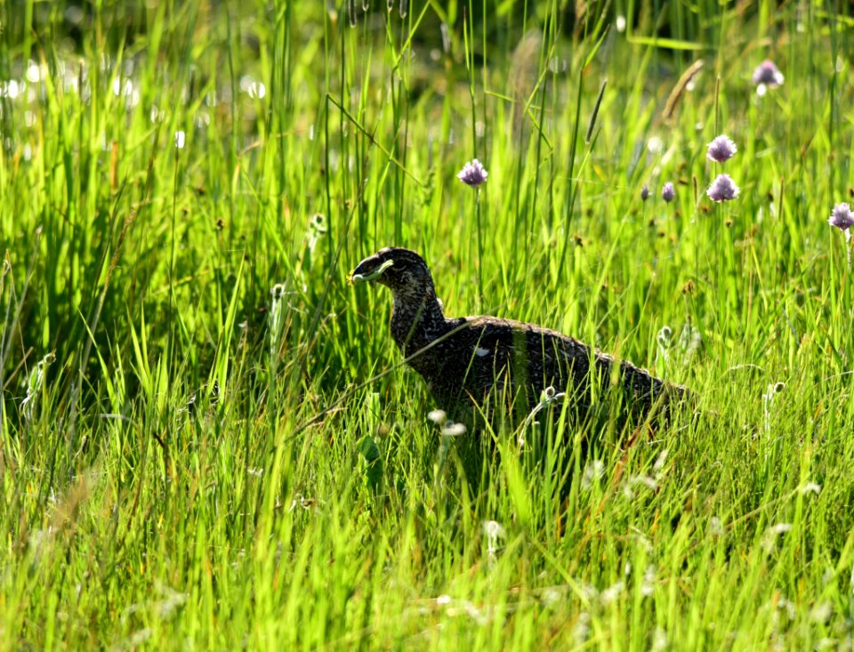 Greater sage-grouse at Arapaho National Wildlife Refuge