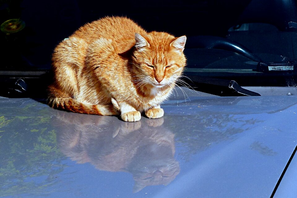 Felis orange mackerel