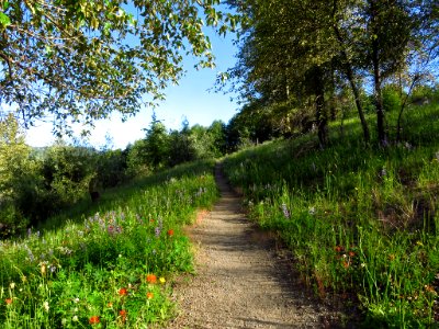 Coldwater Lake Trail at Mt. St. Helens NM in Washington