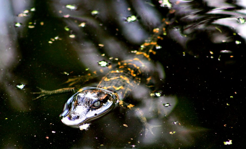 baby gator