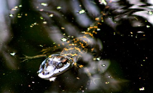 baby gator photo