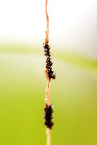 Little tiny bugs