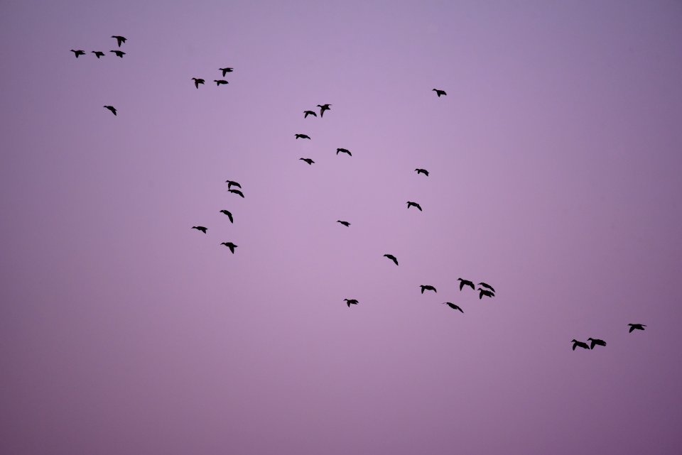Twilight Mallards