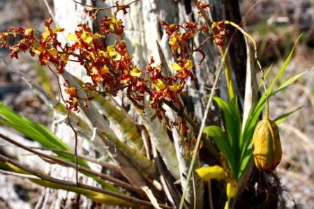 Cowhorn Orchid