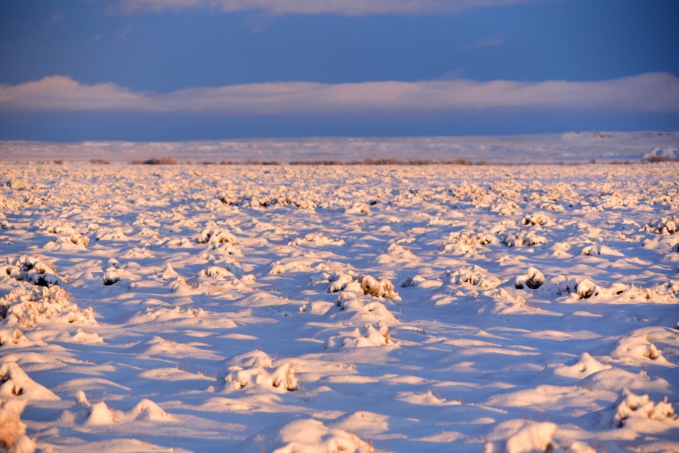 Sage steppe in winter at Seedskadee National Wildlife Refuge