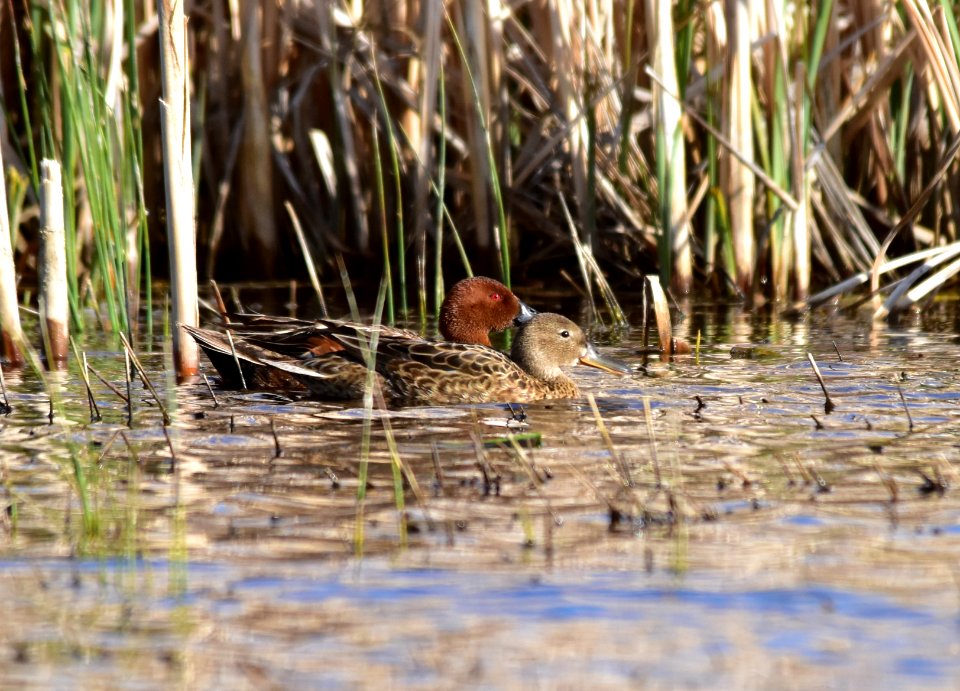 Cinnamon teal at Seedskadee National Wildlife Refuge