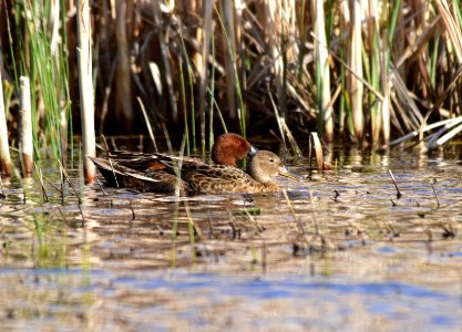 Cinnamon teal at Seedskadee National Wildlife Refuge