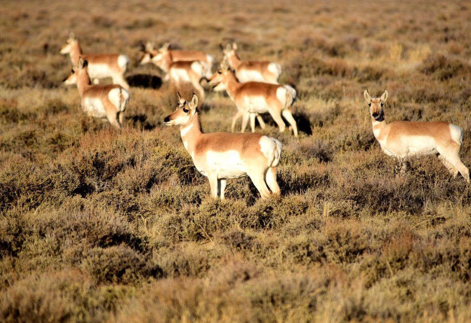 Pronghorn at Seedskadee National Wildlife Refuge