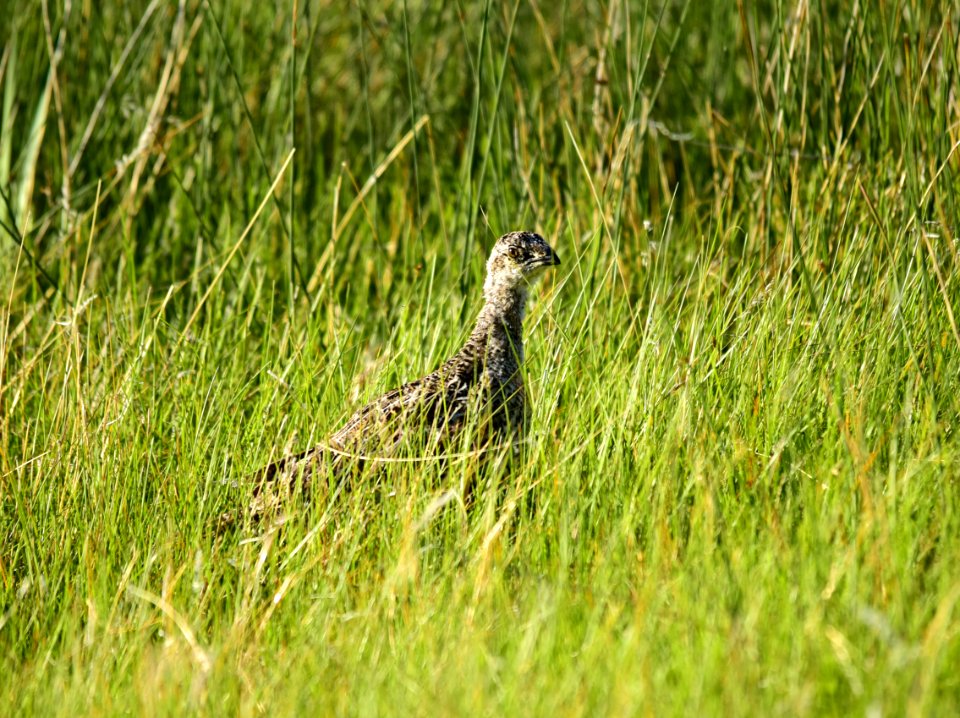 Greater sage-grouse at Arapaho National Wildlife Refuge