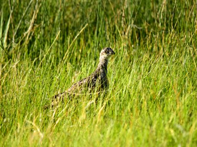 Greater sage-grouse at Arapaho National Wildlife Refuge