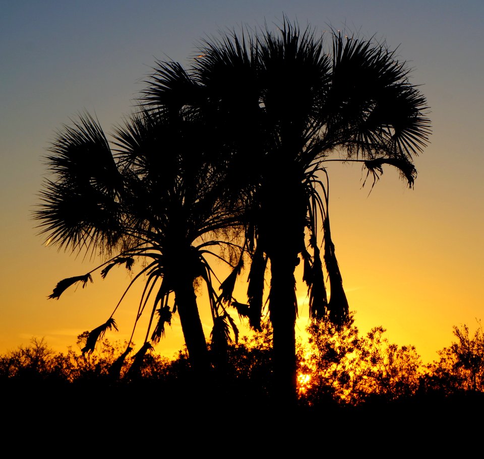 Sabal Palms at Sunset