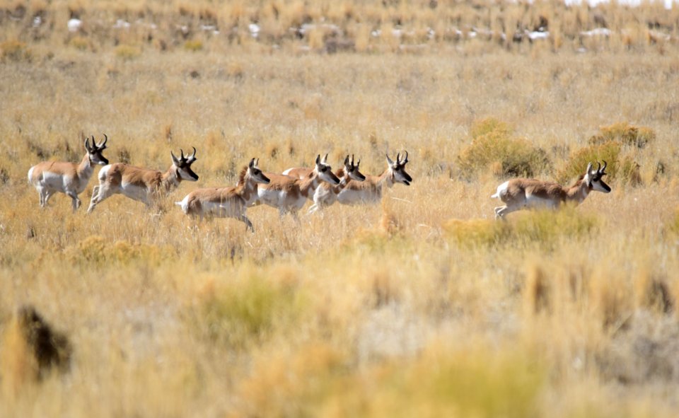 Pronghorn at Seedskadee National Wildlife Refuge