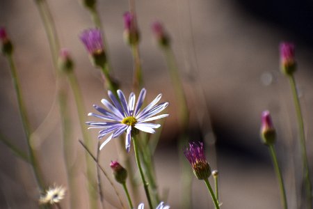 Daisy Close-up photo