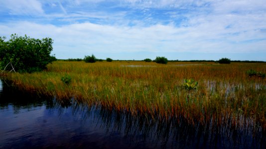 Marsh