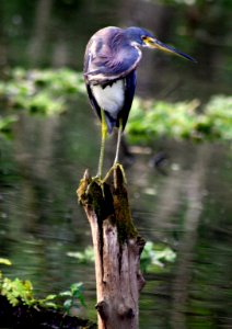 Tricolored Heron photo