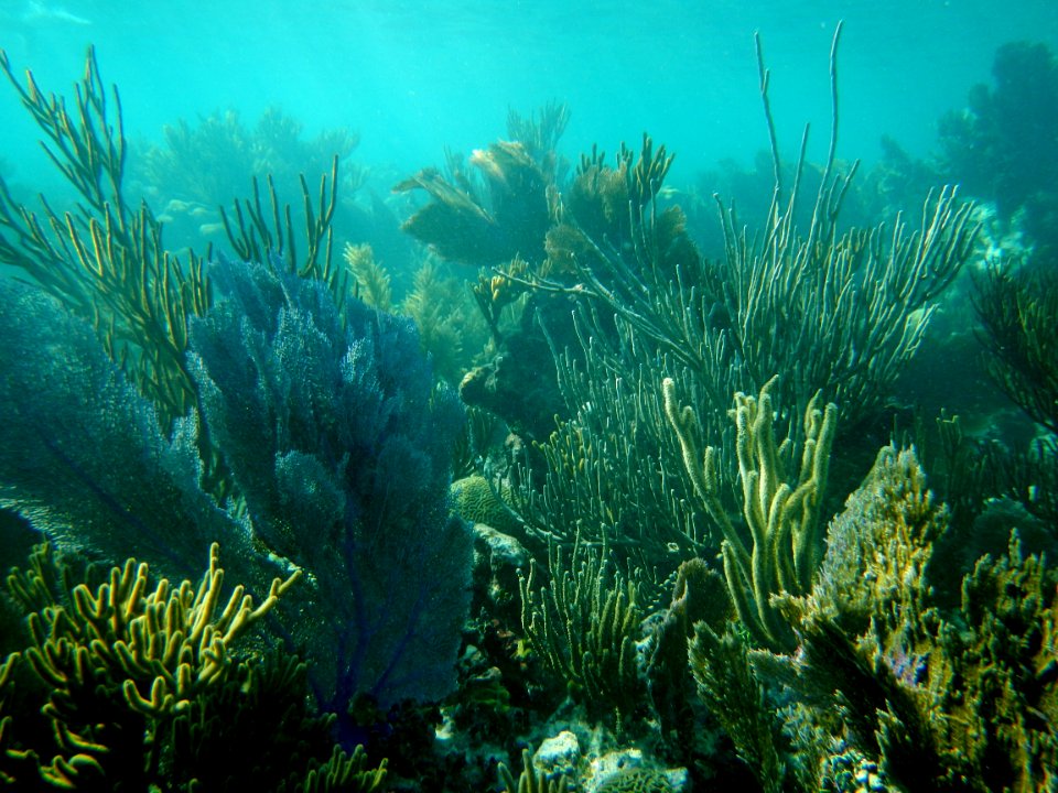 Coral Reef at Dry Tortugas National Park