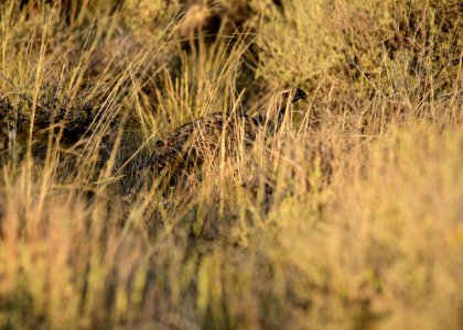 Greater sage-grouse at Seedskadee National Wildlife Refuge