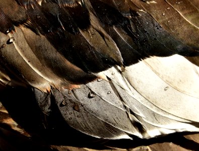 Waterfowl hunting gadwall speculum