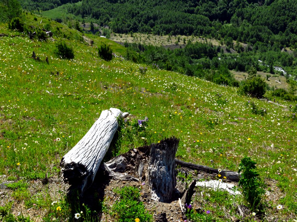 Coldwater Lake Trail at Mt. St. Helens NM in Washington