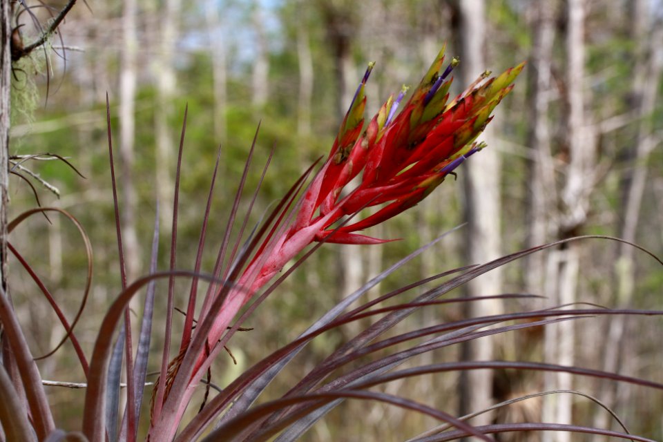 Cardinal Airplant