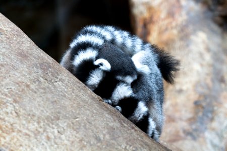 Lemur