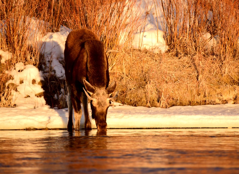 Moose at Seedskadee National Wildlife Refuge