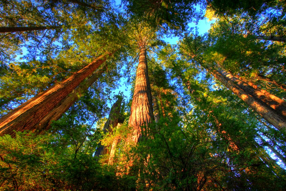 Headwaters Forest Reserve