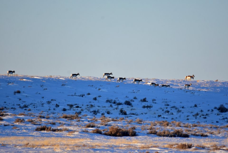 Pronghorn at Seedskadee National Wildlife Refuge