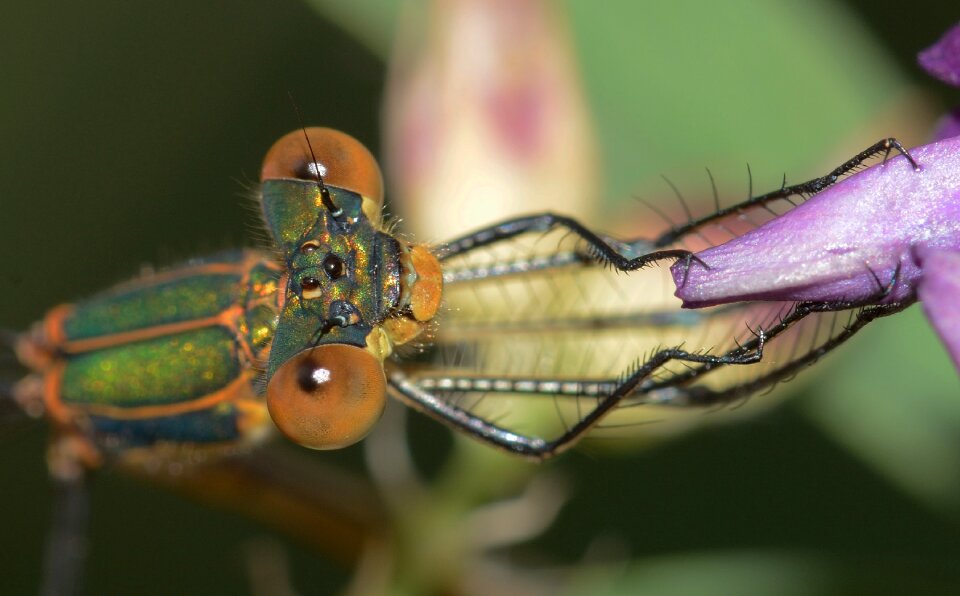 Lestes sponsa macro
