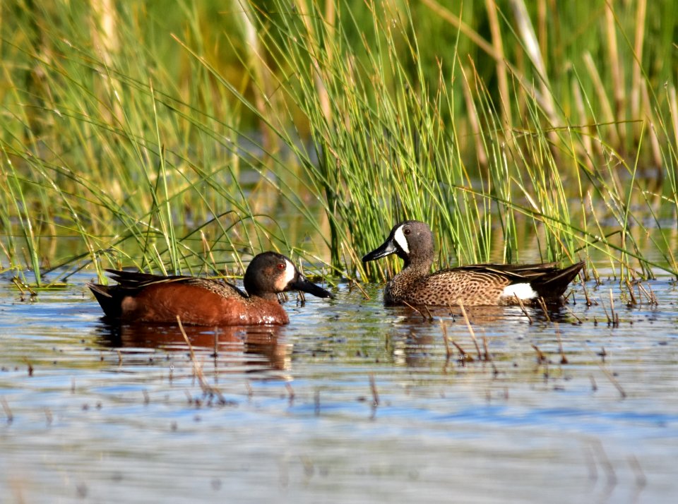 Cinnamon X blue-winged teal cross at Seedskadee National Wildlife Refuge