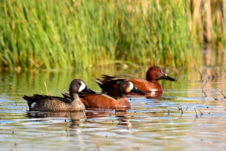 Cinnamon X blue-winged teal cross at Seedskadee National Wildlife Refuge