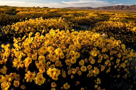 Carrizo Plain National Monument