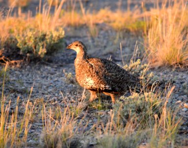 Greater sage-grouse at Seedskadee National Wildlife Refuge