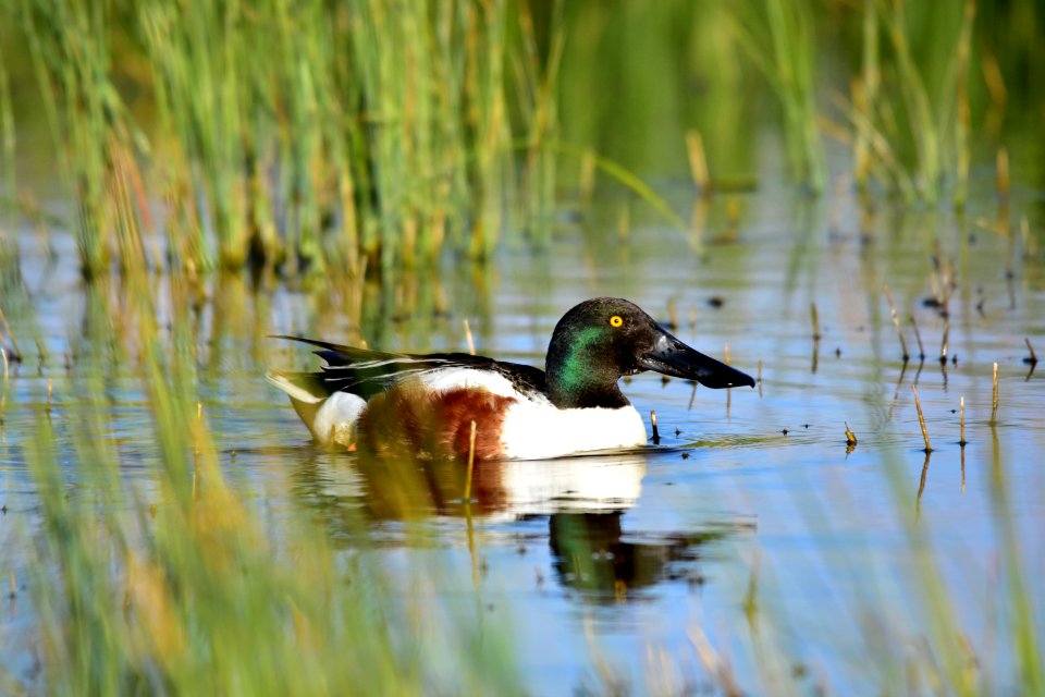 Northern shoveler at Seedskadee National Wildlife Refuge