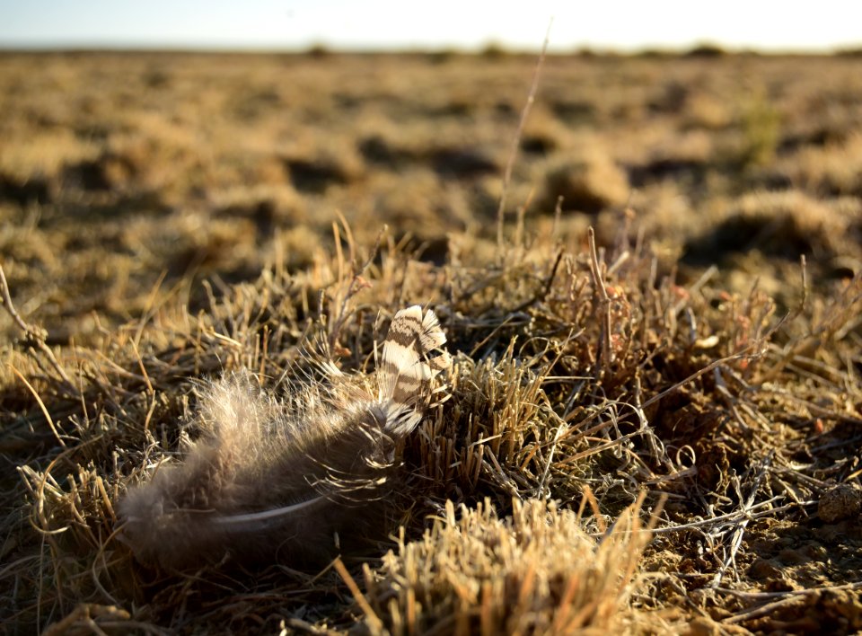 Greater sage-grouse southwest Wyoming