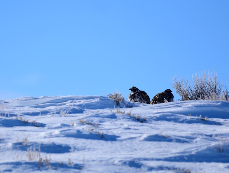 Greater sage-grouse at Seedskadee National Wildlife Refuge