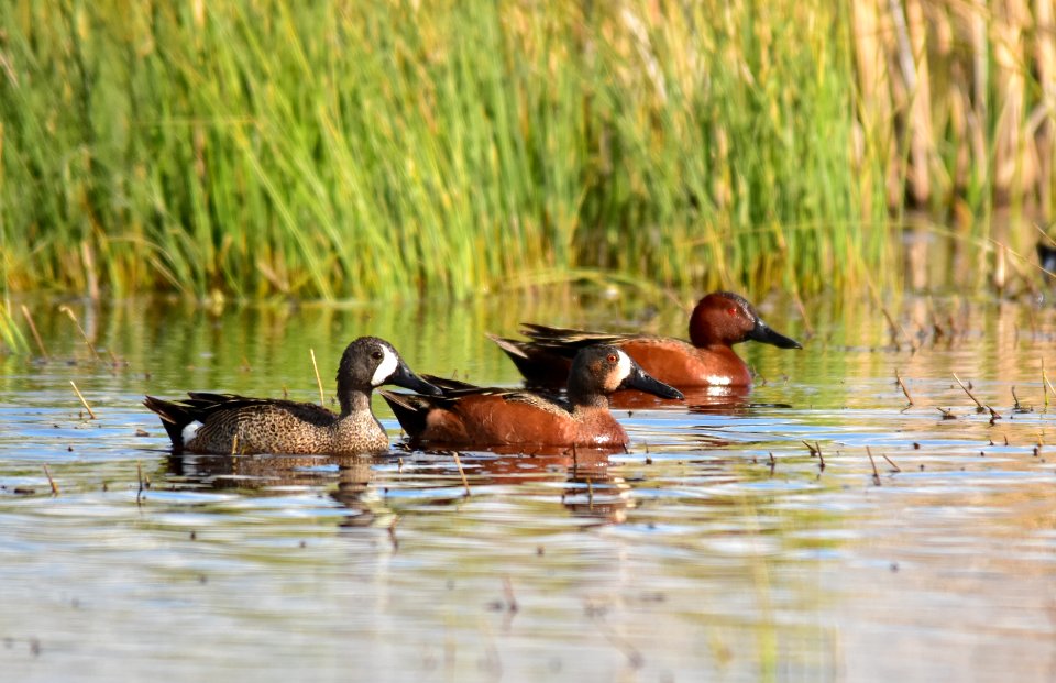 Cinnamon X blue-winged teal cross at Seedskadee National Wildlife Refuge
