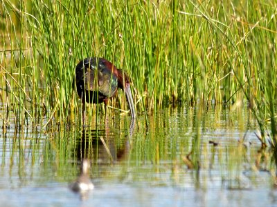 White-faced ibis at Seedskadee National Wildlife Refuge