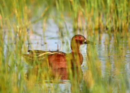 Cinnamon teal at Seedskadee National Wildlife Refuge