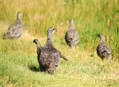 Greater sage-grouse at Seedskadee National Wildlife Refuge