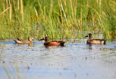 Cinnamon X blue-winged teal cross at Seedskadee National Wildlife Refuge