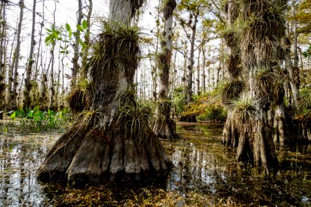 Gator Hook Cypress Dome Dec 7th 2018
