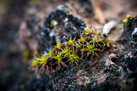 A ring of twisted moss on mature biological soil crust. photo
