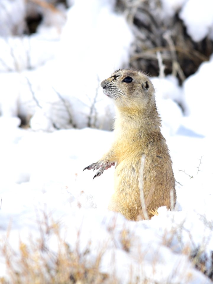 White-tailed prairie dog at Seedskadee National Wildlife Refuge