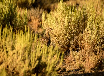 Greater sage-grouse at Seedskadee National Wildlife Refuge