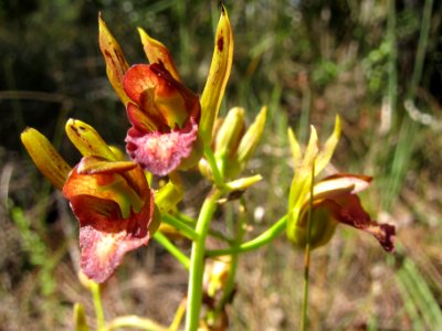 wild coco orchid