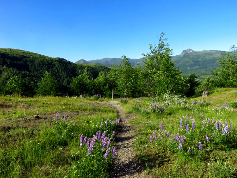 Coldwater Lake Trail at Mt. St. Helens NM in Washington
