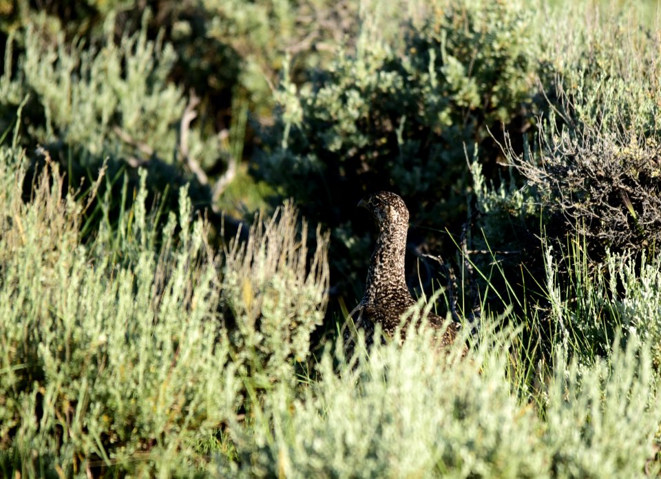 Greater sage-grouse at Arapaho National Wildlife Refuge