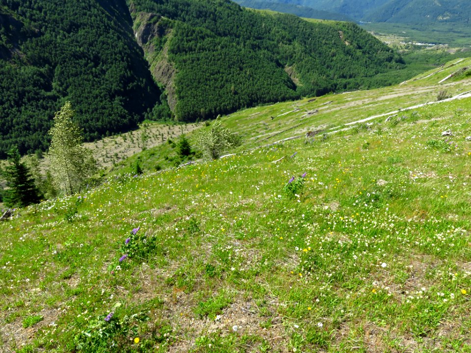 Wildflowers on Coldwater Lake Trail at Mt. St. Helens NM in Washington